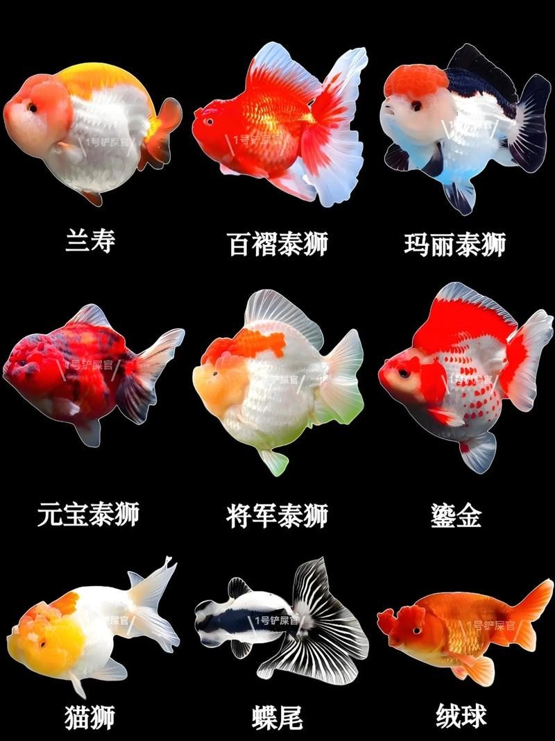 給我推薦一些性價比高的觀賞魚