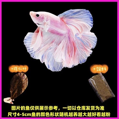 給我推薦一些性價(jià)比高的觀賞魚