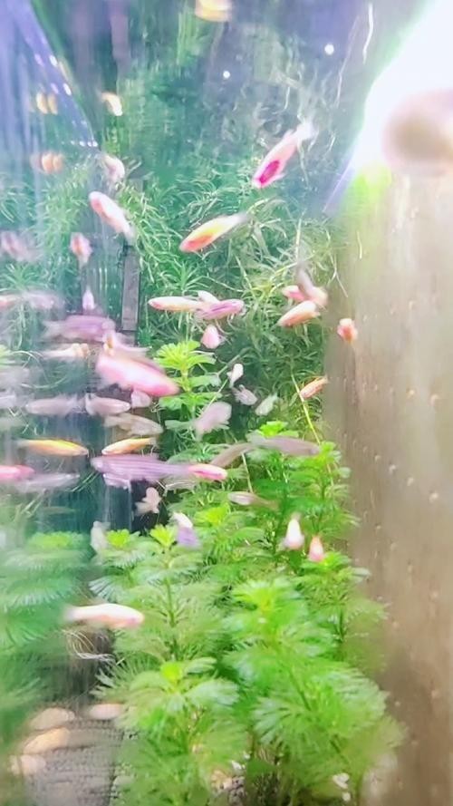給我推薦一些性價(jià)比高的觀賞魚