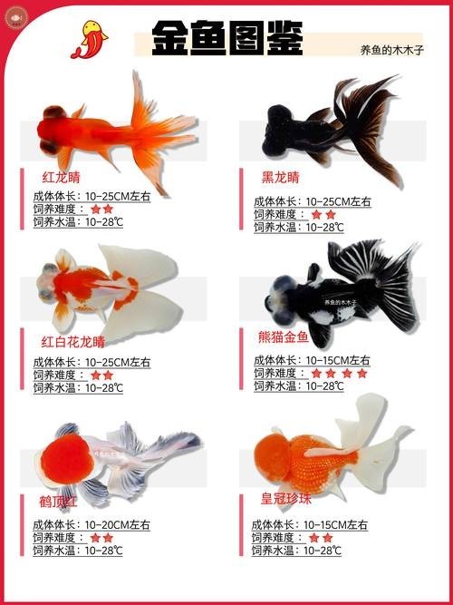 給我推薦一些性價(jià)比高的觀賞魚