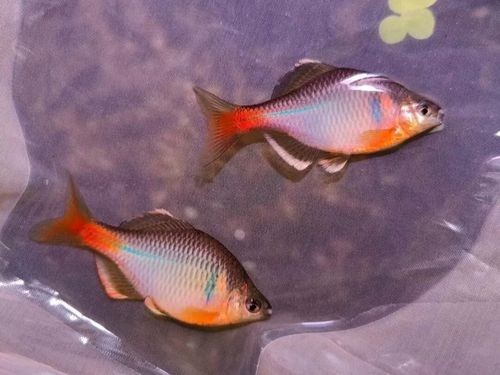 給我推薦一些性價(jià)比高的觀賞魚