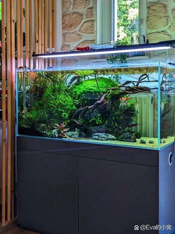 定制魚缸廠家
