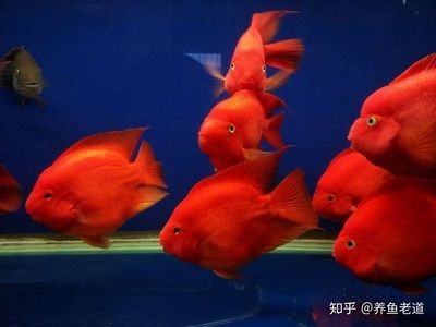 紅色觀賞魚的世界：紅色的觀賞魚有哪些種類