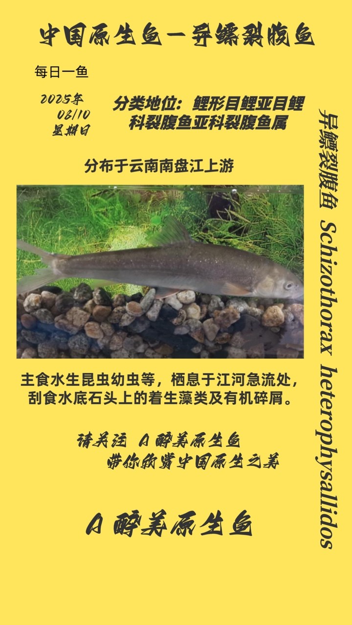 異鰾裂腹魚