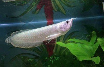 銀龍魚長身好還是短身好（銀龍魚長身龍魚和短身龍魚各有千秋）