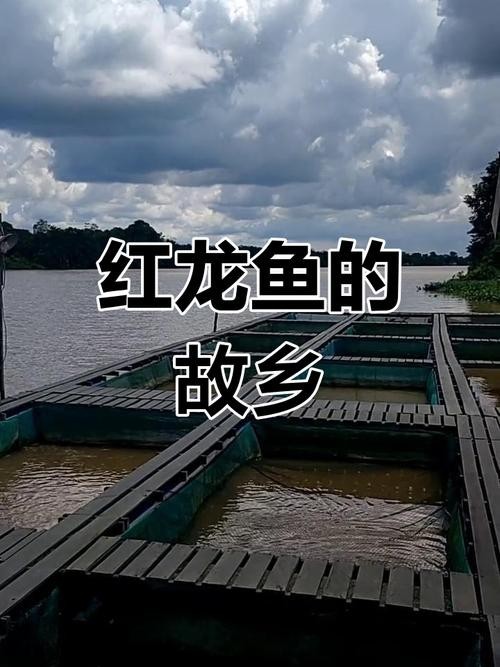 紅龍的高端配魚是哪里產的