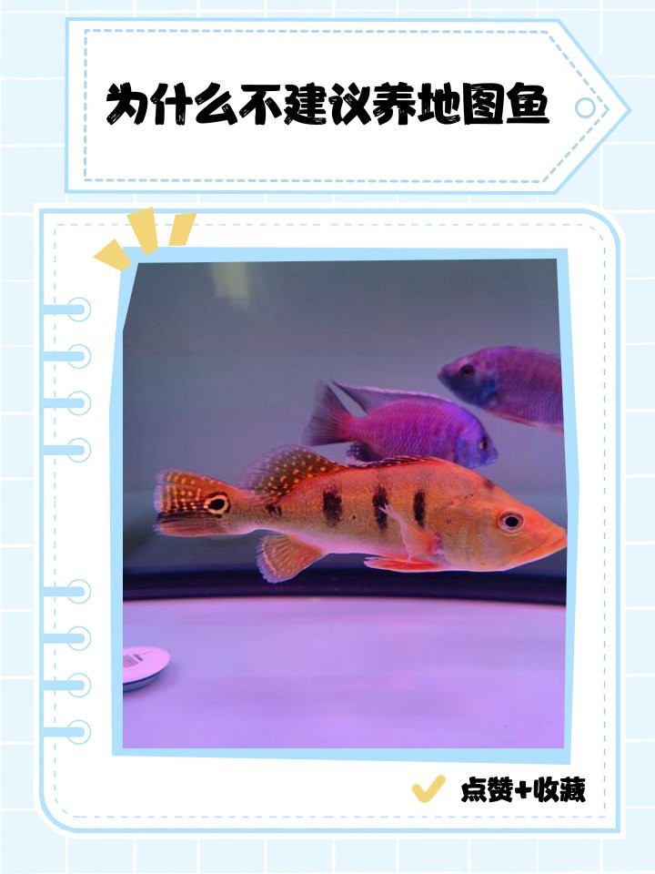 地圖魚幾年就不長了