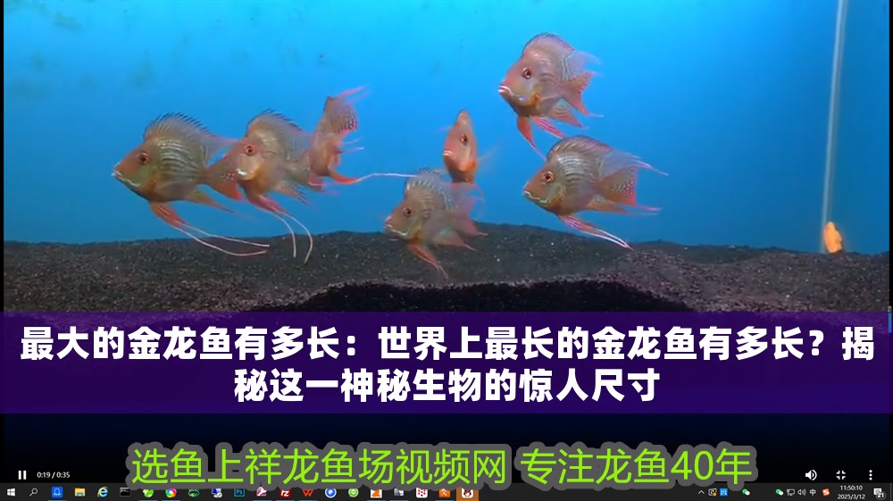 最大的金龍魚有多長：世界上最長的金龍魚有多長？揭秘這一神秘生物的驚人尺寸