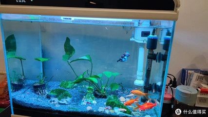 觀景小魚缸制作過程視頻解析：家庭自制生態魚缸指南