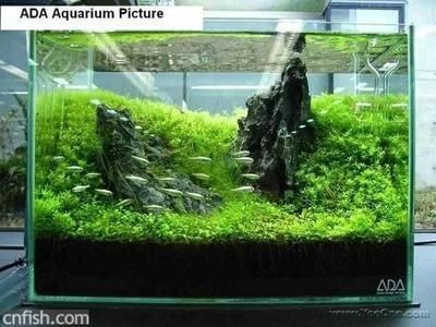觀景小魚缸制作過程視頻解析：家庭自制生態魚缸指南
