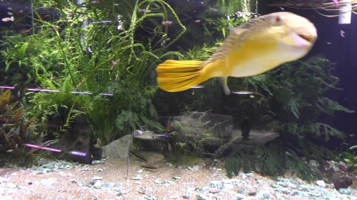 皇冠狗頭魚缸里需要放什么（寵物店與家庭魚缸的區(qū)別）