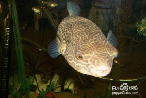 皇冠狗頭魚缸里需要放什么（寵物店與家庭魚缸的區(qū)別）