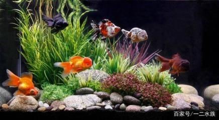 黑珍珠龍魚可以吃嗎