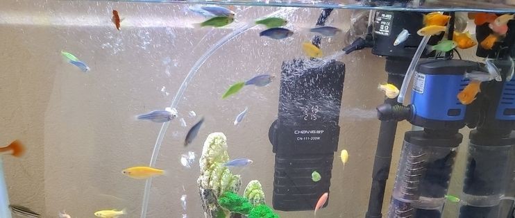 魚缸加熱棒品牌排行榜前十名：魚缸加熱棒品牌排行榜