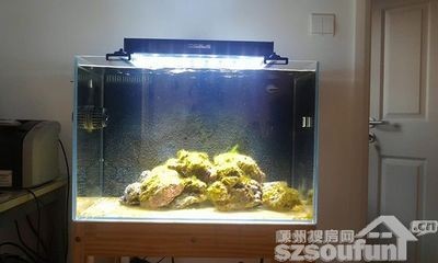 風水魚缸擺放方位的建議：關于風水魚缸擺放方位的建議，家居風水的常見誤區