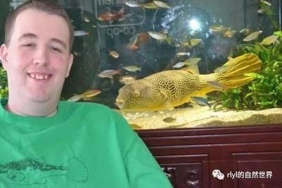皇冠狗頭魚(yú)需要一個(gè)至少300升以上的大型魚(yú)缸飼養(yǎng)：皇冠狗頭魚(yú)怎么養(yǎng)？