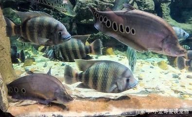 涼山彝族自治州的龍魚魚缸，一方水土養(yǎng)一方龍