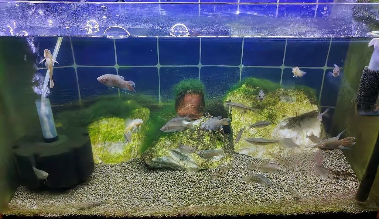 觀賞魚的換水頻率如何調整：觀賞魚換水頻率如何調整？
