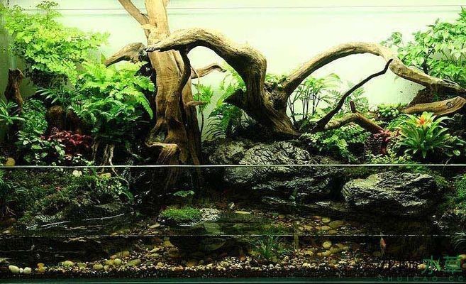 龍魚缸改造水景缸論壇