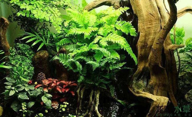 龍魚缸改造水景缸論壇 龍魚缸改造水景缸論壇 魚缸百科 第5張