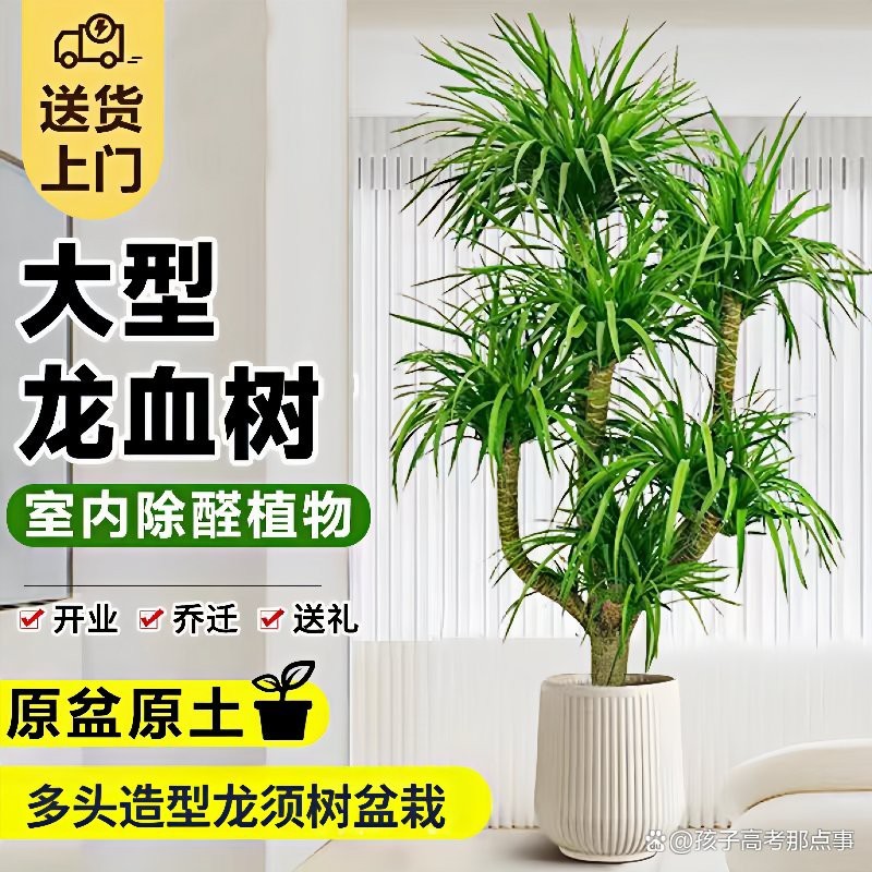 龍血樹哪個屬相最旺