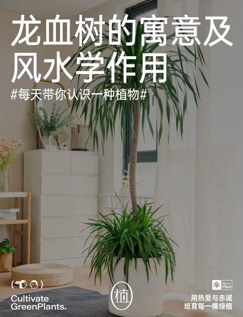 龍血樹哪個屬相最旺