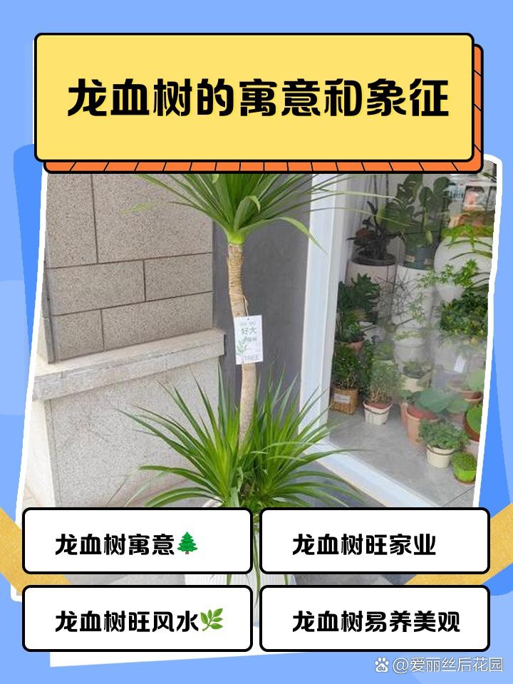 龍血樹哪個屬相最旺