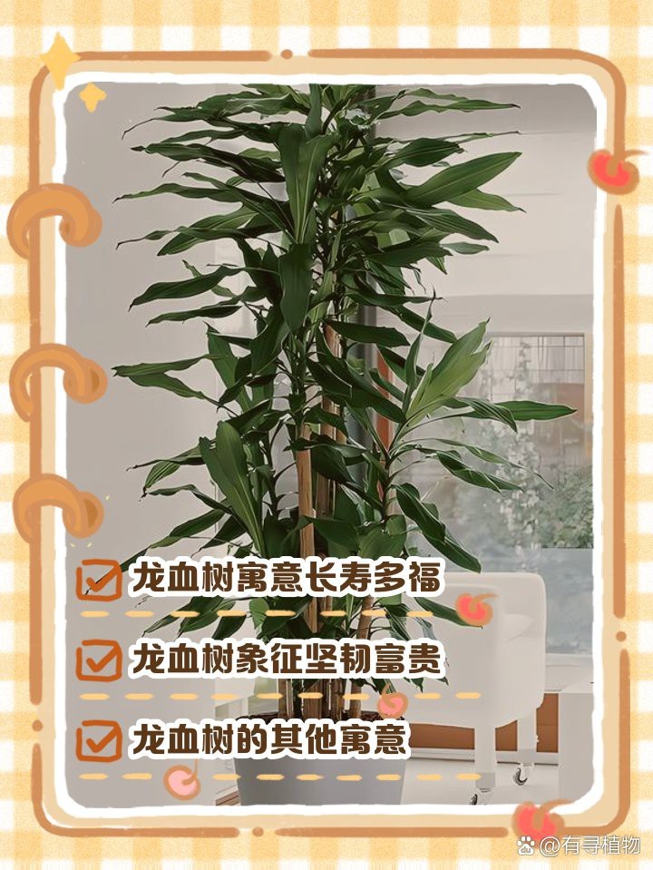 龍血樹哪個屬相最旺