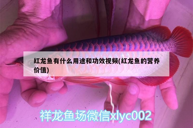 紅龍魚(yú)有什么用途和功效視頻(紅龍魚(yú)的營(yíng)養(yǎng)價(jià)值)