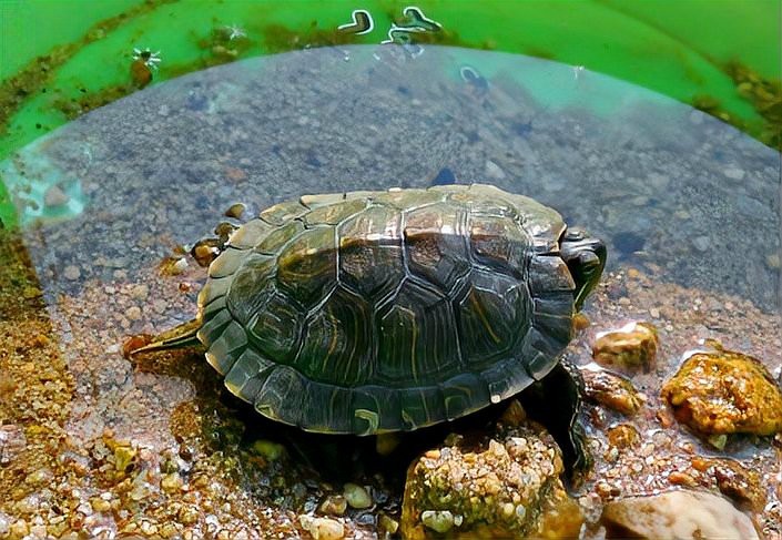 烏龜養久了會邪門的原因 烏龜養久了會邪門的原因 龍魚論壇 第4張