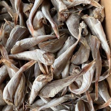 紅頭魚多少錢一斤市場價