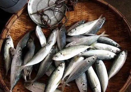 紅頭魚多少錢一斤市場價