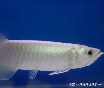 銀龍魚氧氣太足會怎么樣（銀龍魚氧氣過足會導致其他疾病嗎？）