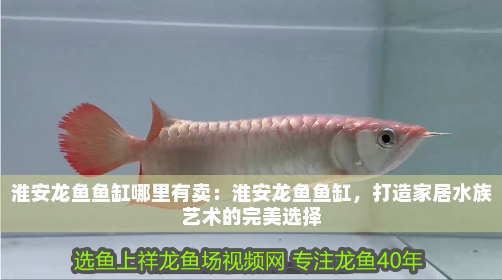 淮安龍魚魚缸哪里有賣：淮安龍魚魚缸，打造家居水族藝術的完美選擇
