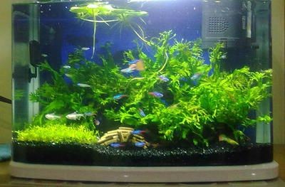 黑金沙魚缸中的黑金沙輻射風險黑金沙輻射風險：魚缸輻射的危害與防護