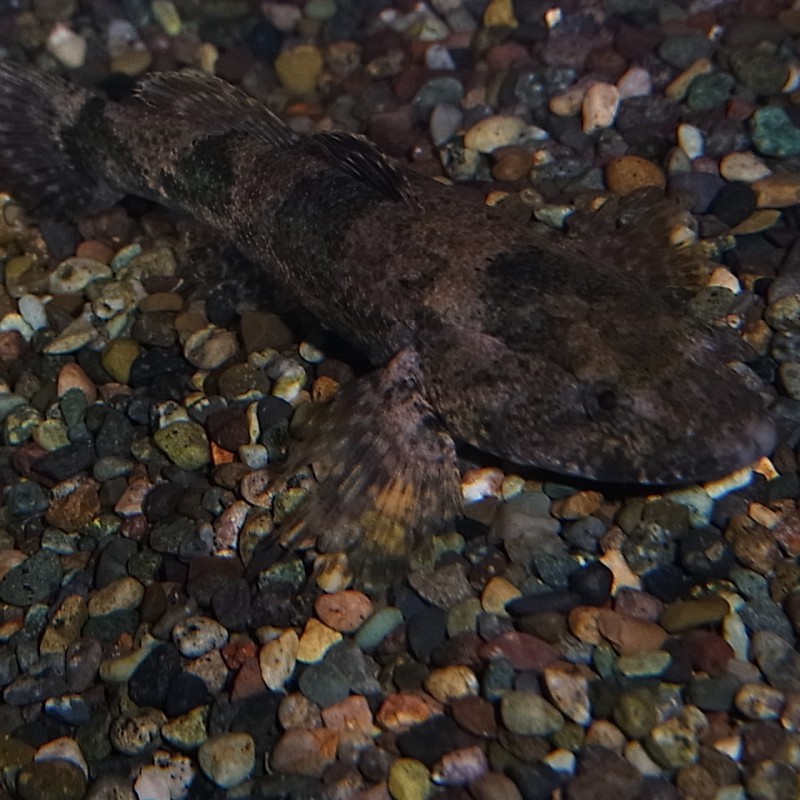 淡水老虎魚叫什么 淡水老虎魚叫什么 龍魚論壇 第3張