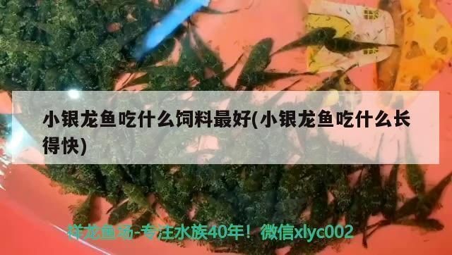 銀龍魚飼料添加劑的作用：銀龍魚飼料添加劑在銀龍魚飼料中的作用是什么