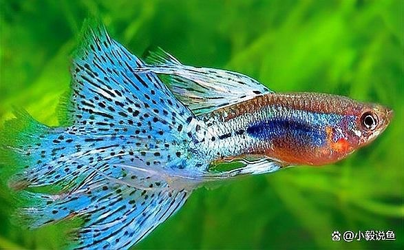 如何挑選健康的孔雀魚？