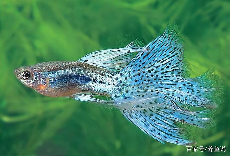 如何挑選健康的孔雀魚？