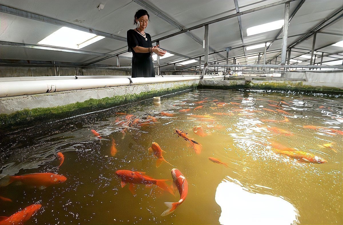 如何挑選健康的孔雀魚？