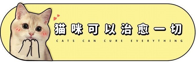 寵物展會2021年時間表