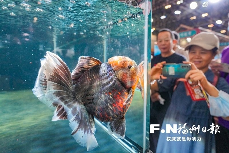 2025年長城杯蘭壽金魚冠軍
