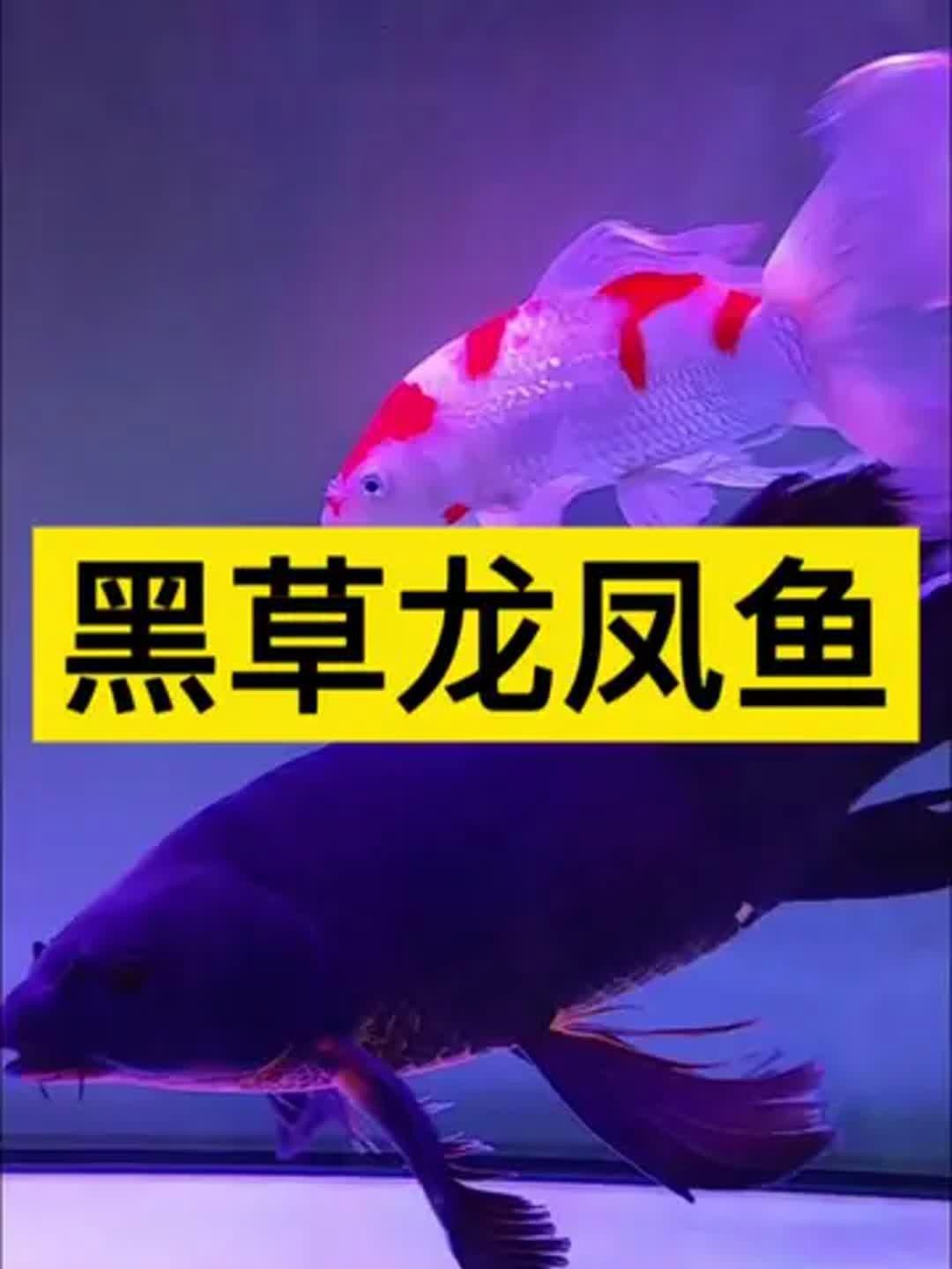 龍鳳魚有哪些品種？