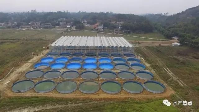 金龍魚品相