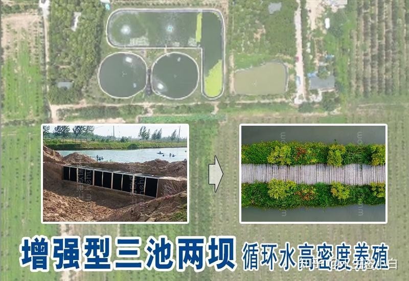 金龍魚品相