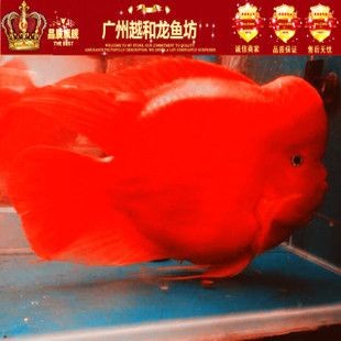龍魚如何麻醉自己的身體：龍魚麻醉方法