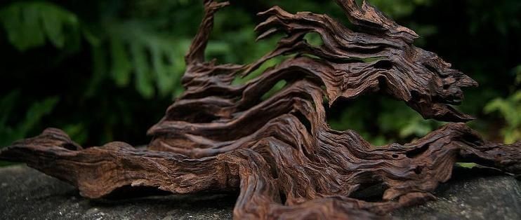 蝦木放魚缸好不好：蝦木造景搭配哪些水草