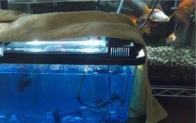 魚缸水質管理的重要性魚缸水質管理的重要性魚缸水質管理：慶大霉素在養魚領域發揮作用