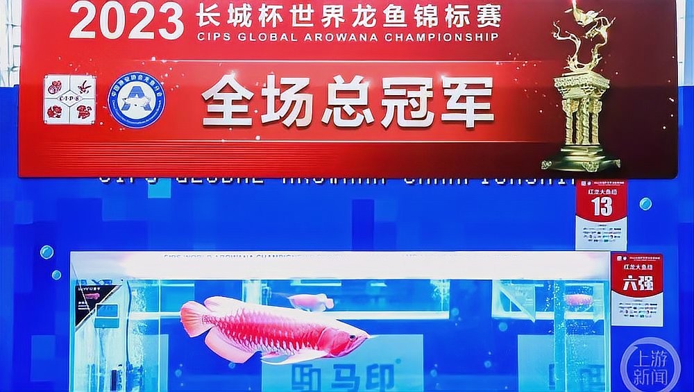 紅龍比賽冠軍魚