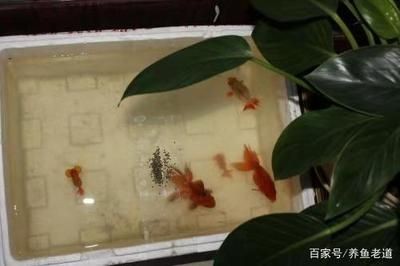 魚缸保溫的方法有哪些：魚缸保溫方法有哪些 魚缸保溫的方法有哪些：魚缸保溫方法有哪些 魚缸百科 第3張